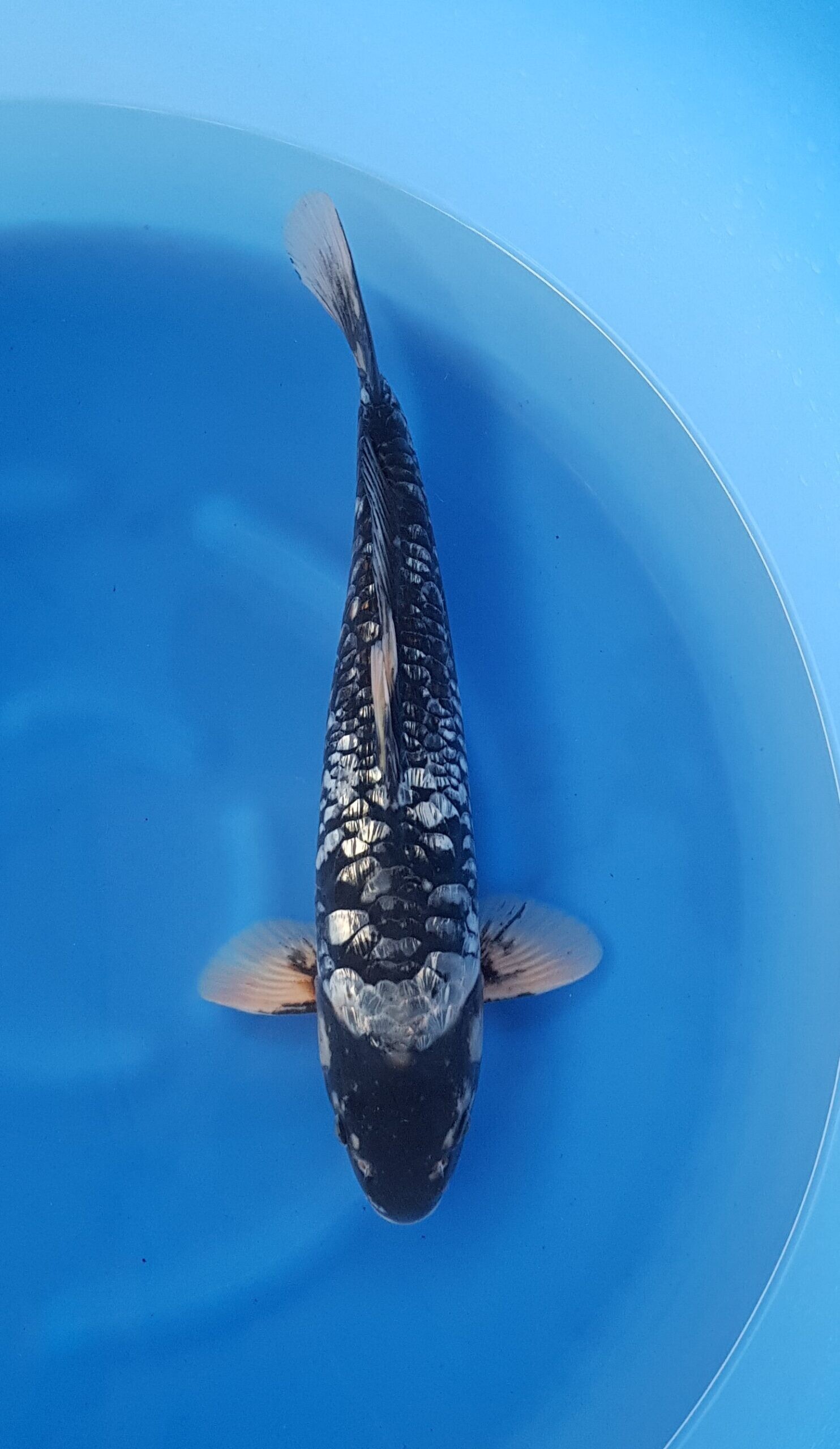Schwarzer Diamant - Nisai (2 Jahre) - KOI-30750
