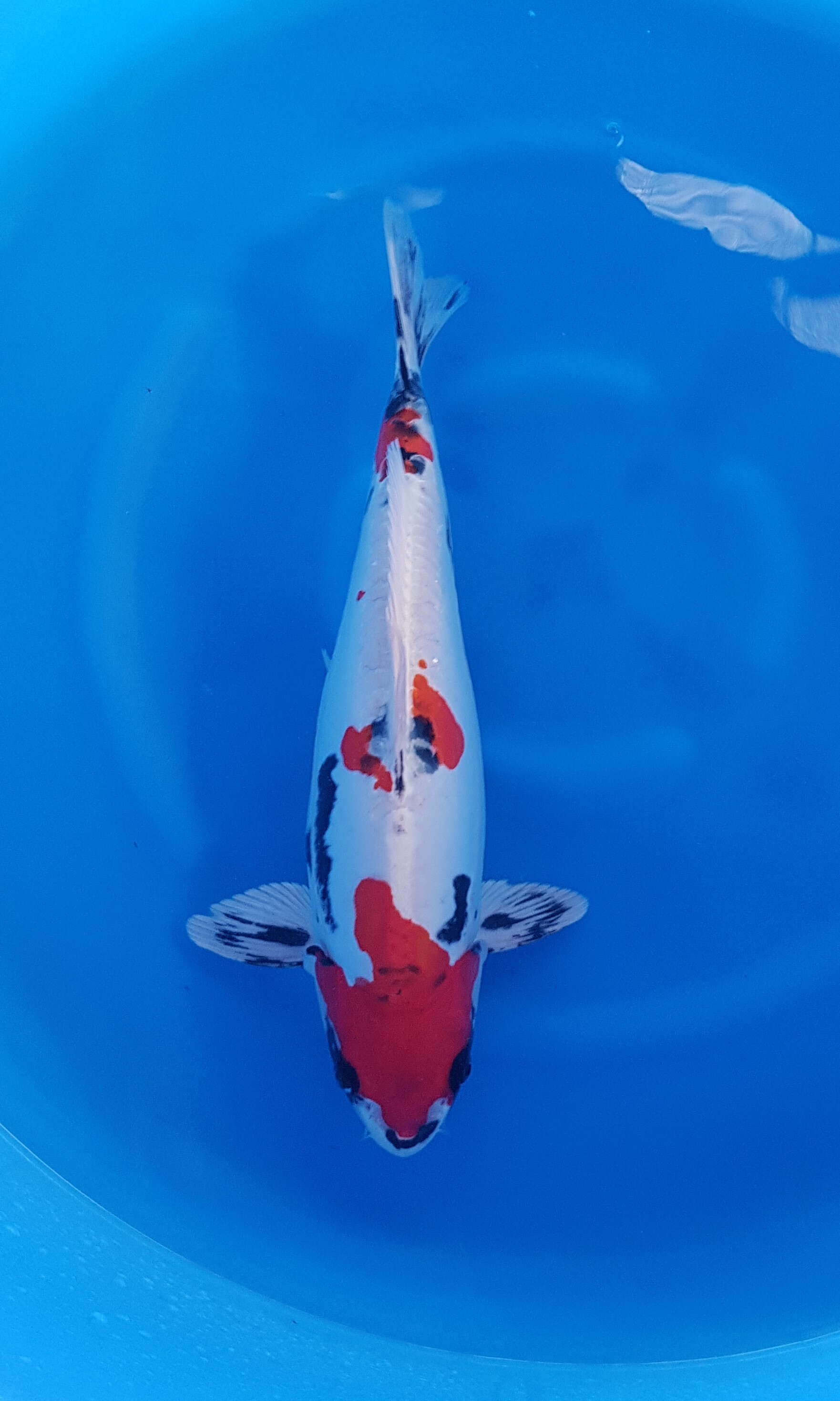 Aoki - Sansai - Beni Kikokuryu - KOI-62466 Aoki - Sansai - Beni Kikokuryu - KOI-62466