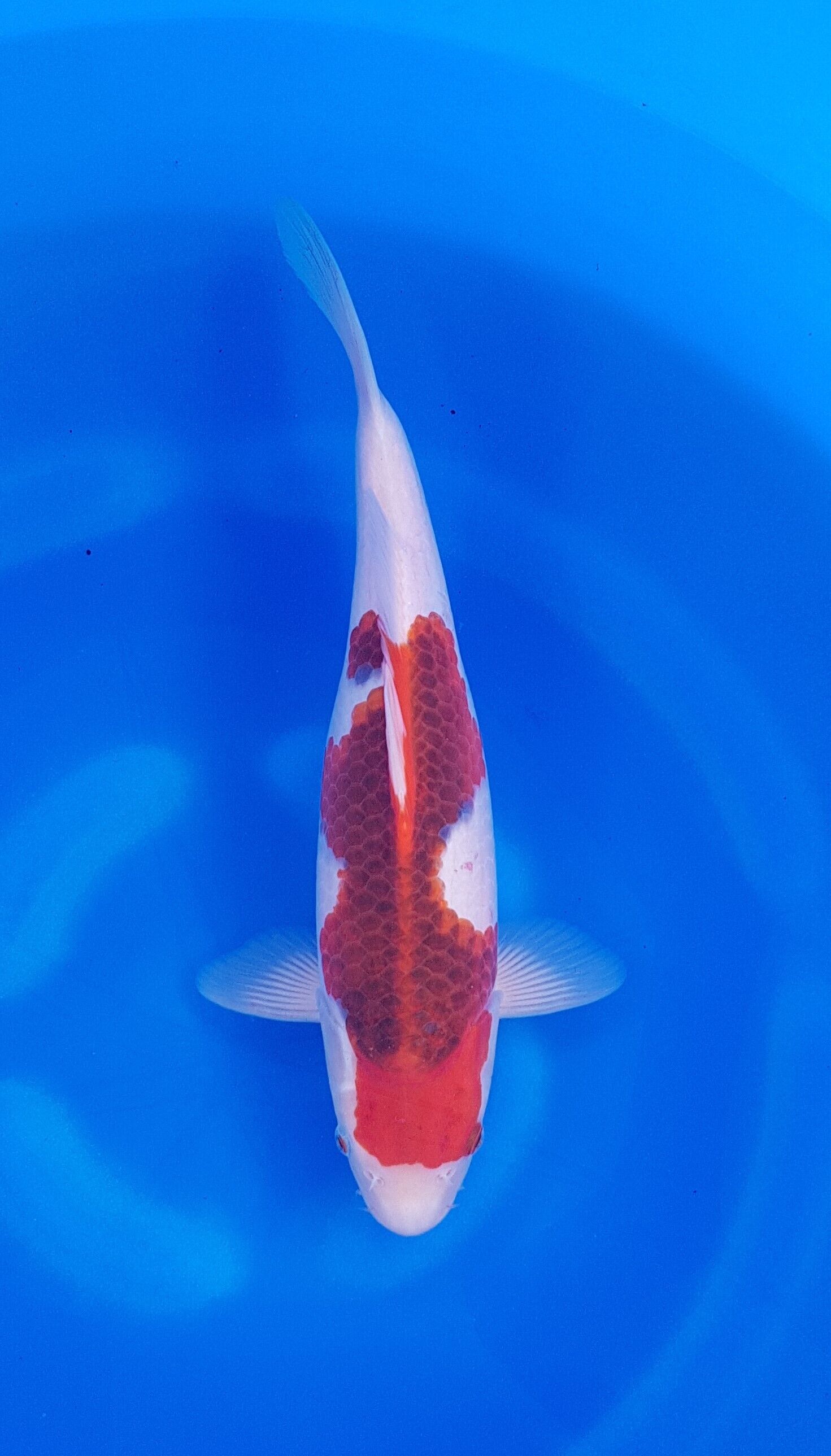 Takatatsu - Nisai - Goromo - KOI-62211