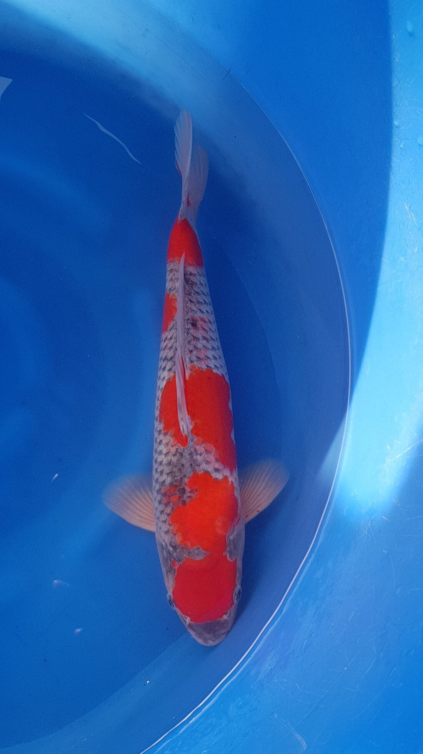 Goshiki - Nisai (2 Jahre) - KOI-30937