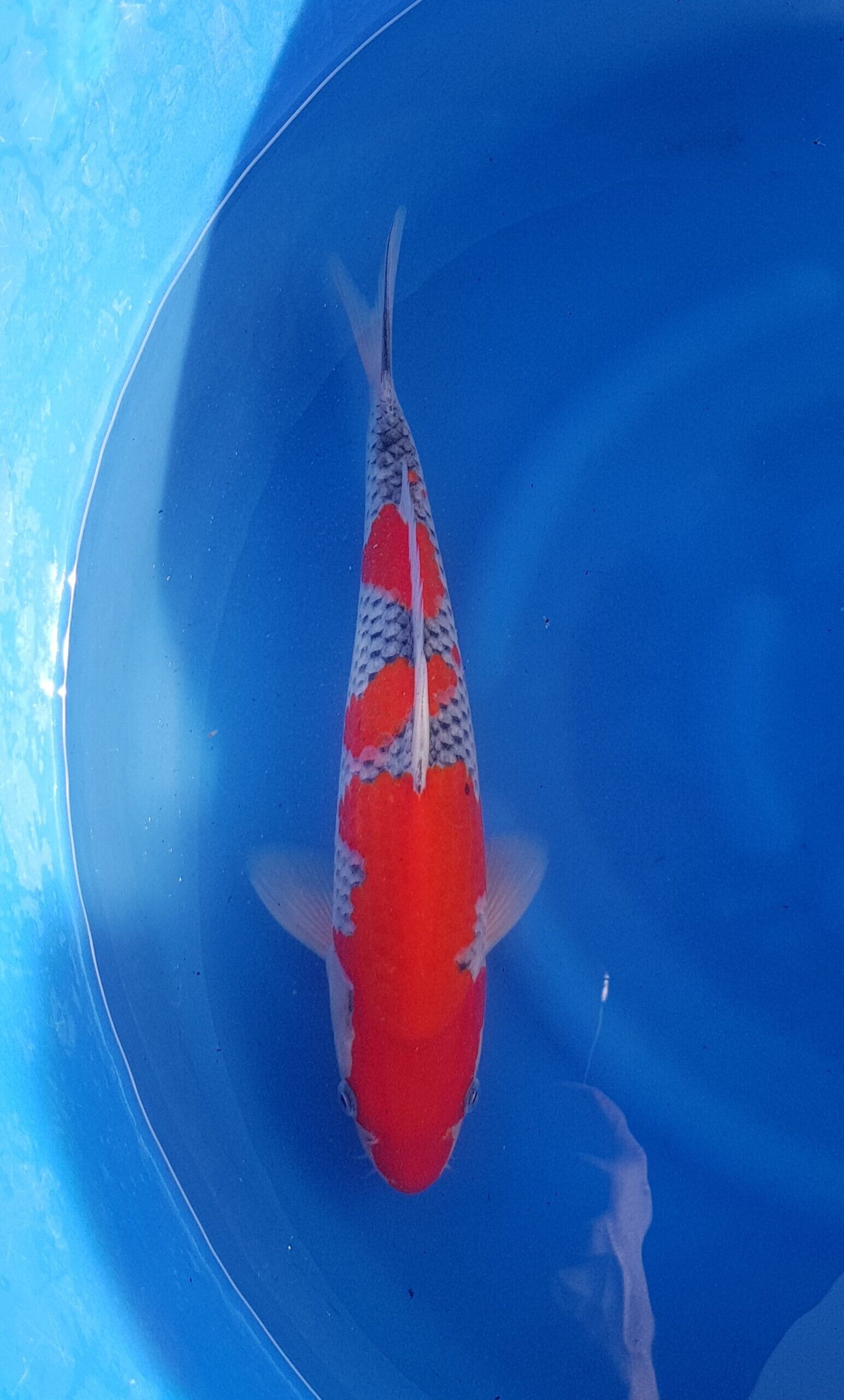 Goshiki - Nisai (2 Jahre) - KOI-30936