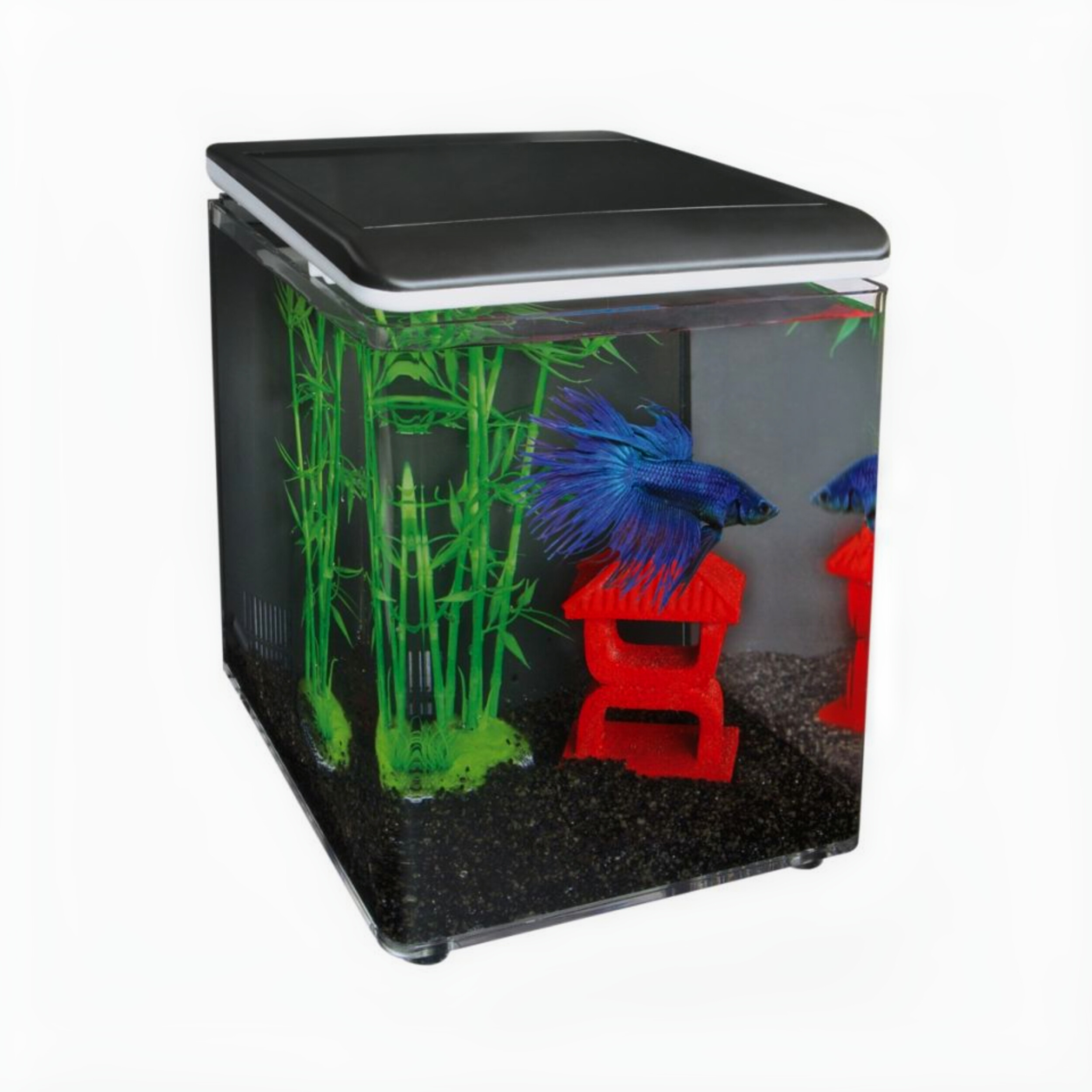 Animal, Aquarium, Fish, Sea Life, Water