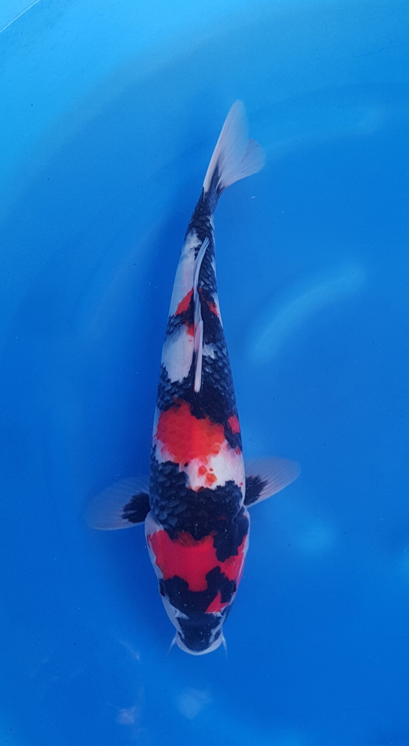 Showa - Nisai (2 Jahre) - KOI-30550
