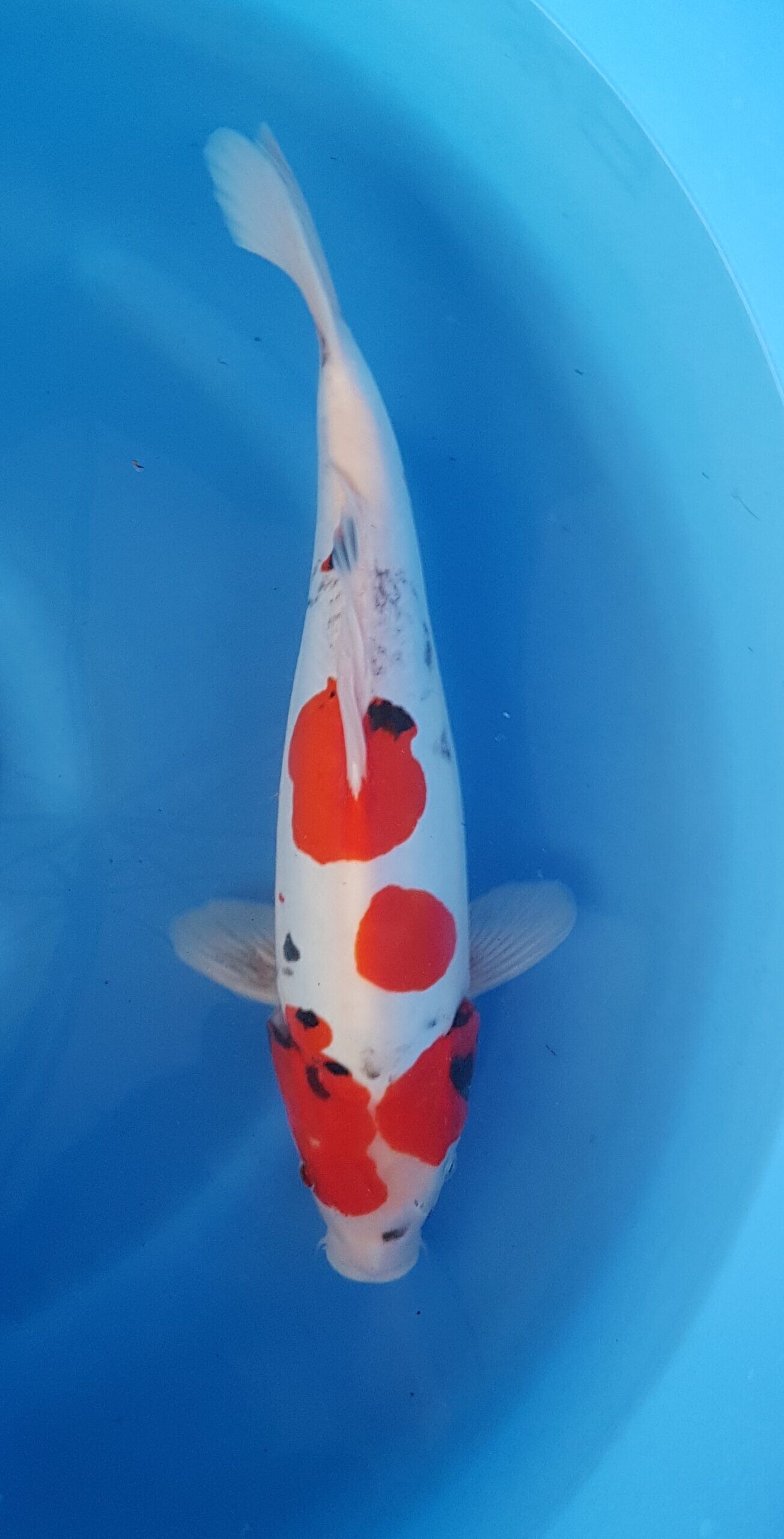 Showa doitsu - Nisai (2 jaar) - KOI-30427