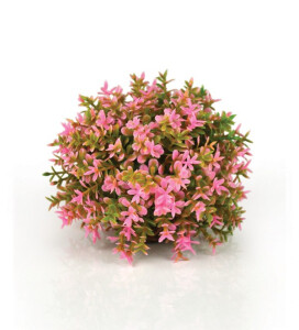 Flower, Petal, Flower Arrangement, Herbal, Flower Bouquet