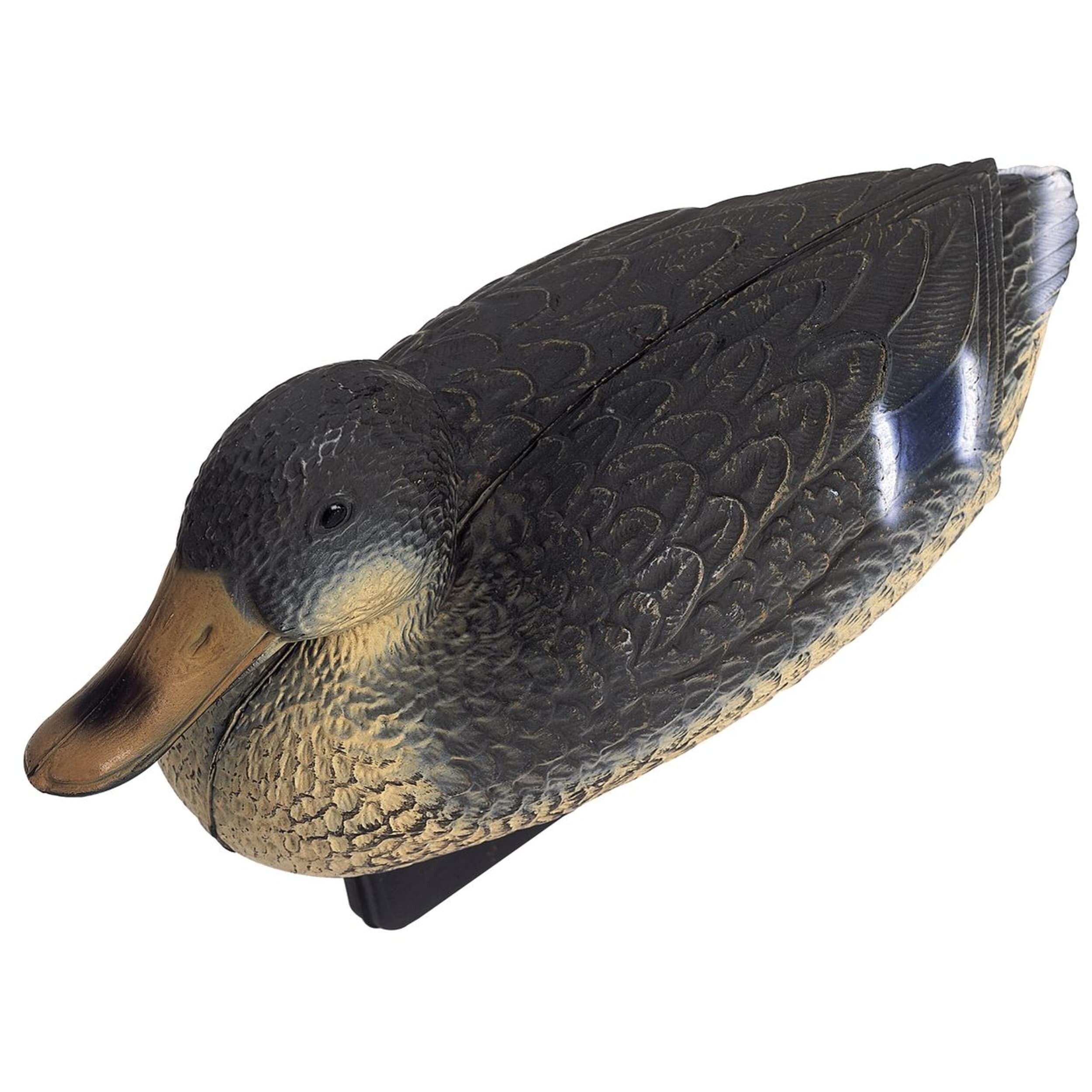 Animal, Anseriformes, Bird, Waterfowl, Beak