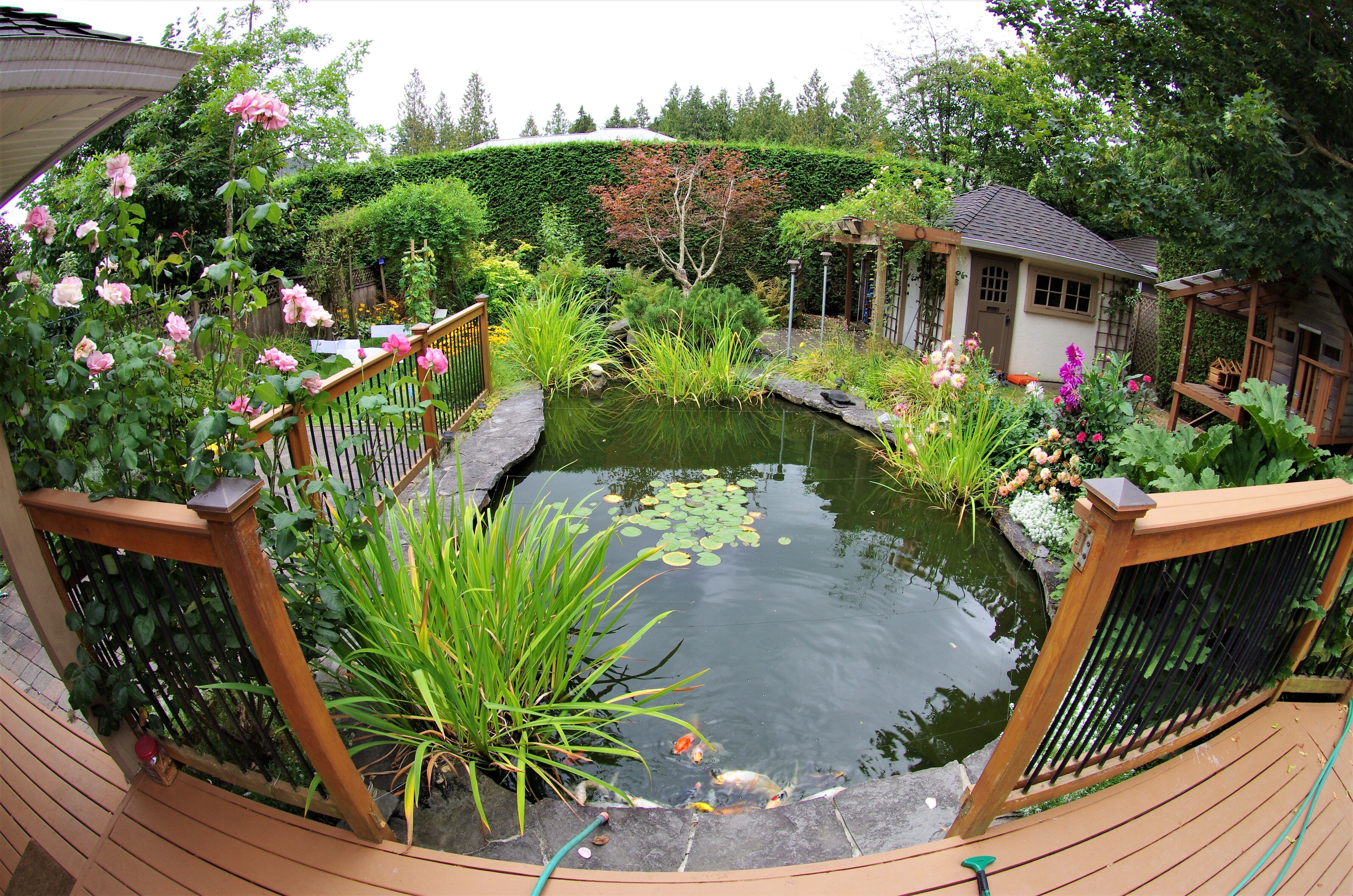 De natuur, Buiten, Vijver, Water, Tuin