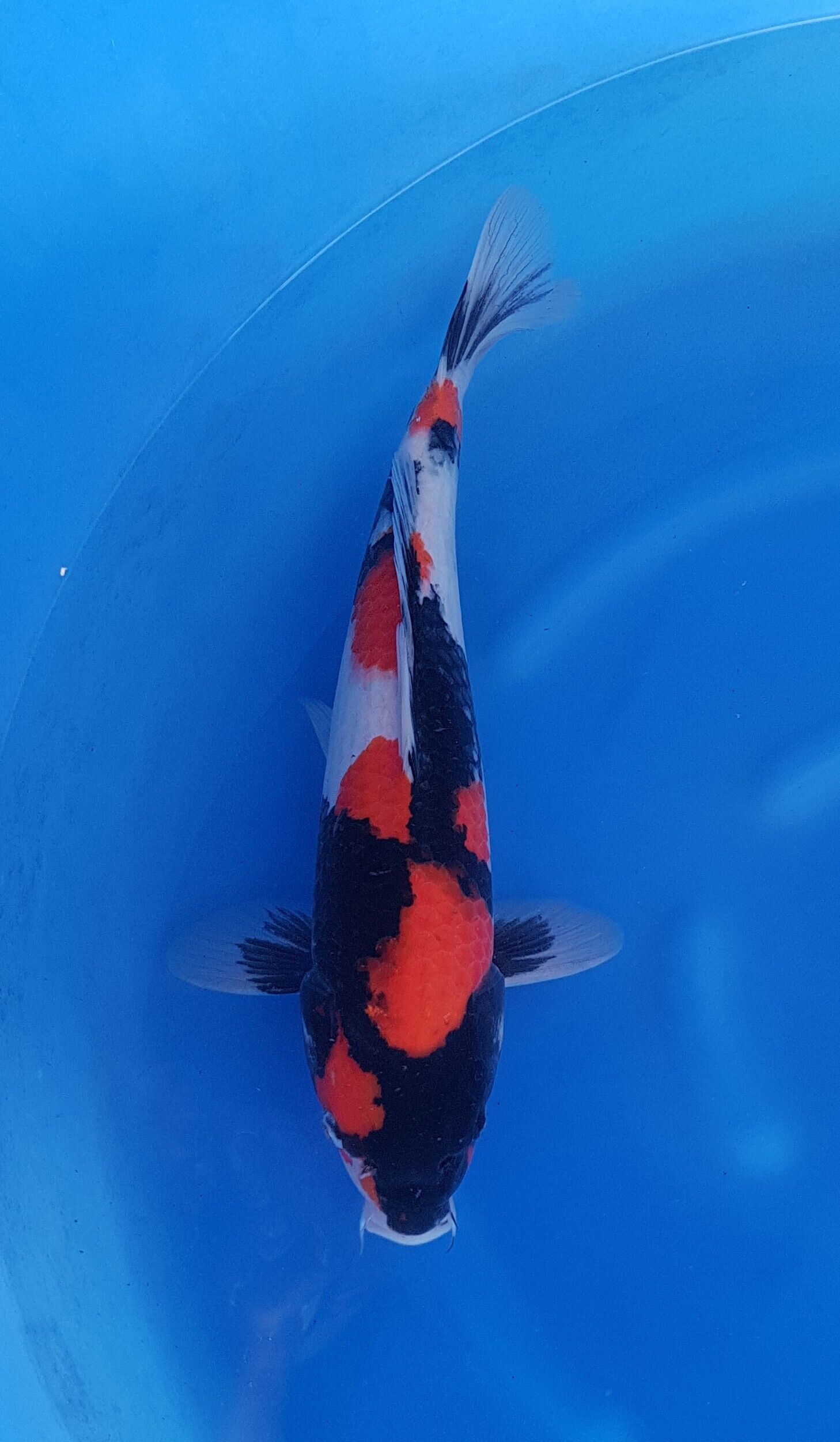 Showa - Nisai (2 years) - KOI-30556