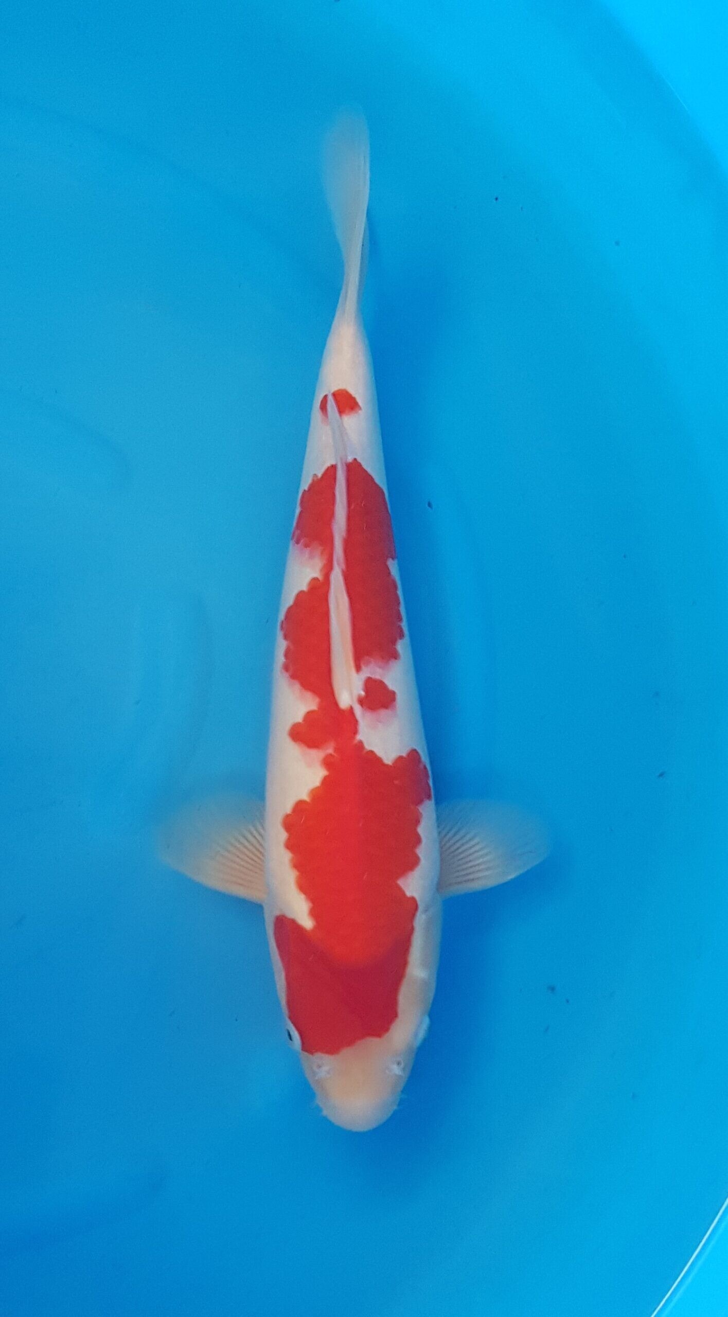 Kohaku - Nisai (2 Jahre) - KOI-30474