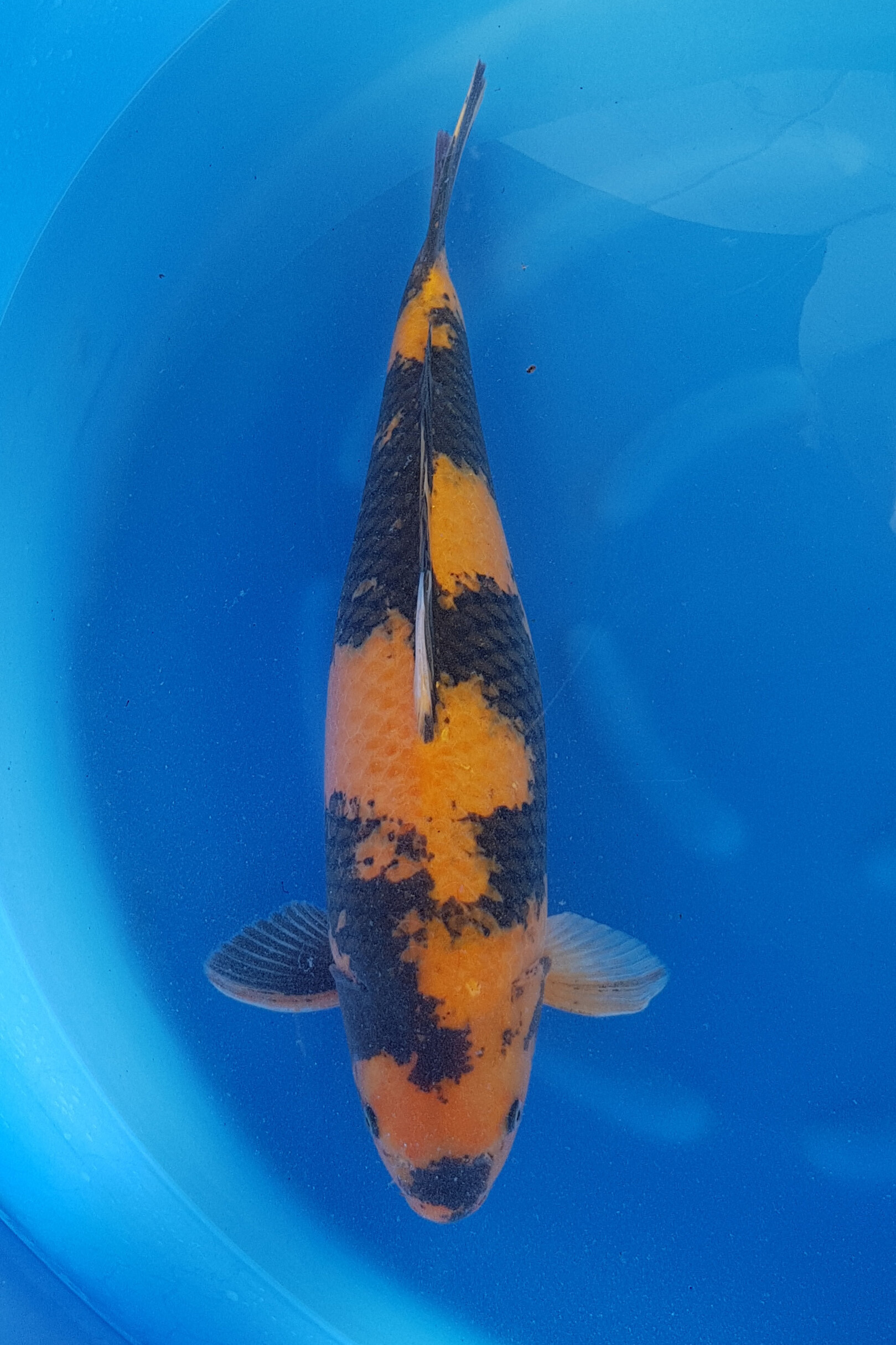 Marusei - Sansai - Ki Utsuri - KOI-62468 Carp, Fish, Sea Life, Koi, Aquatic