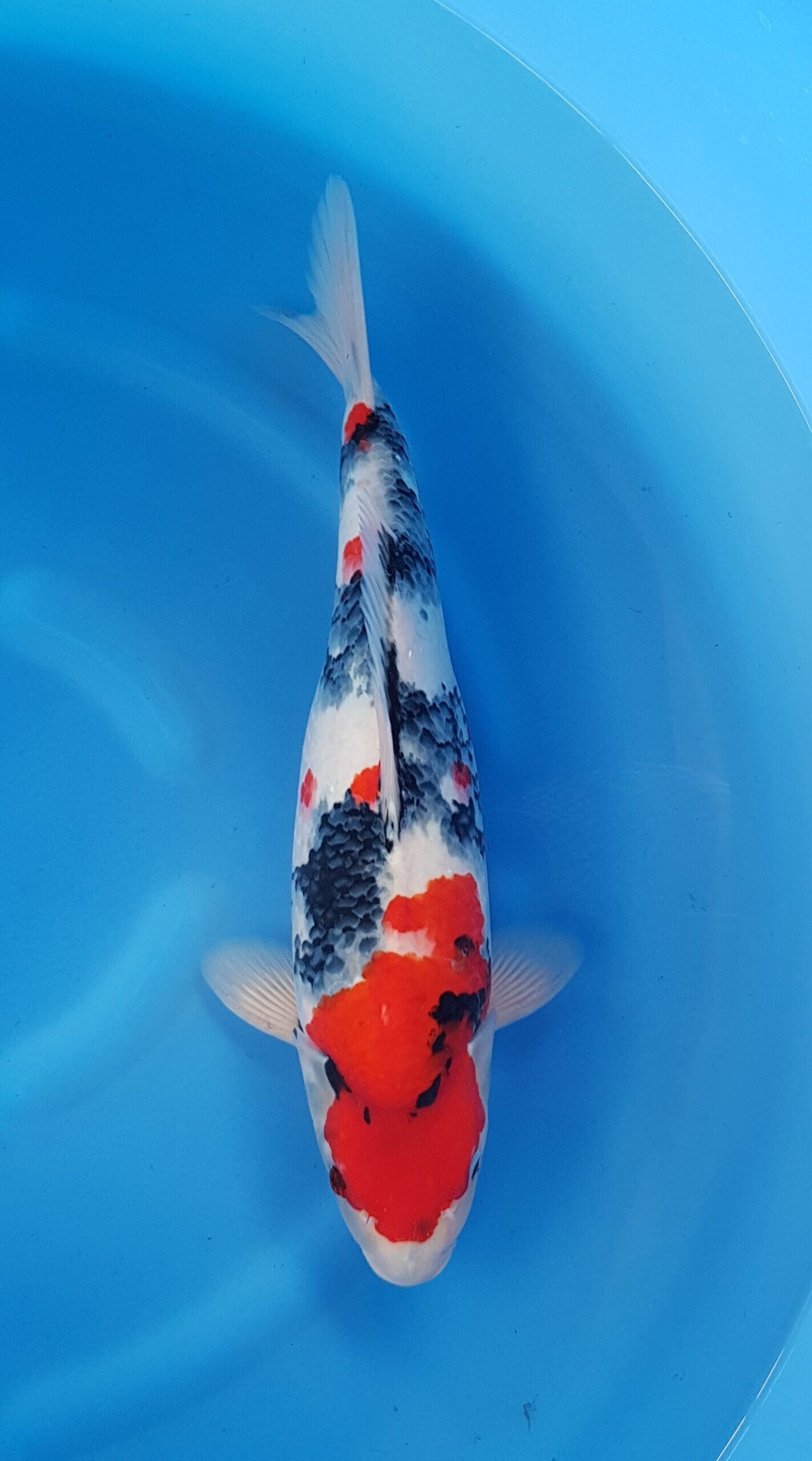 Showa - Nisai (2 jaar) - KOI-30711