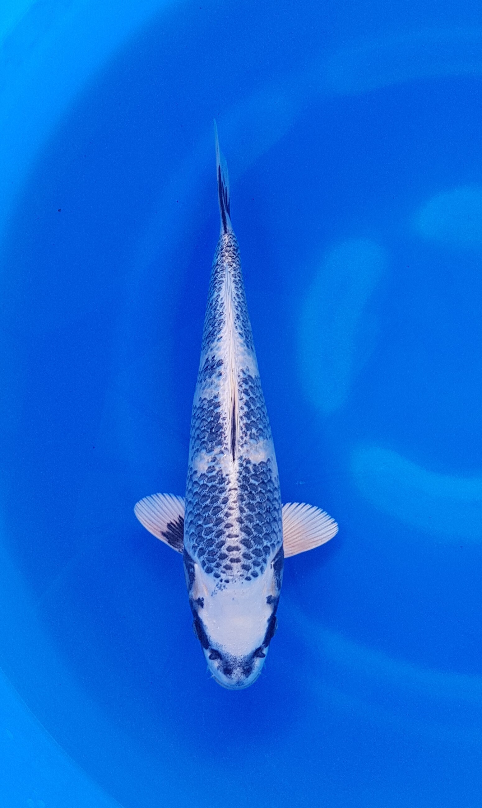 Takatatsu - Nisai - Gin Shiro Utsuri - KOI-62335 Takatatsu - Nisai - Gin Shiro Utsuri - KOI-62335