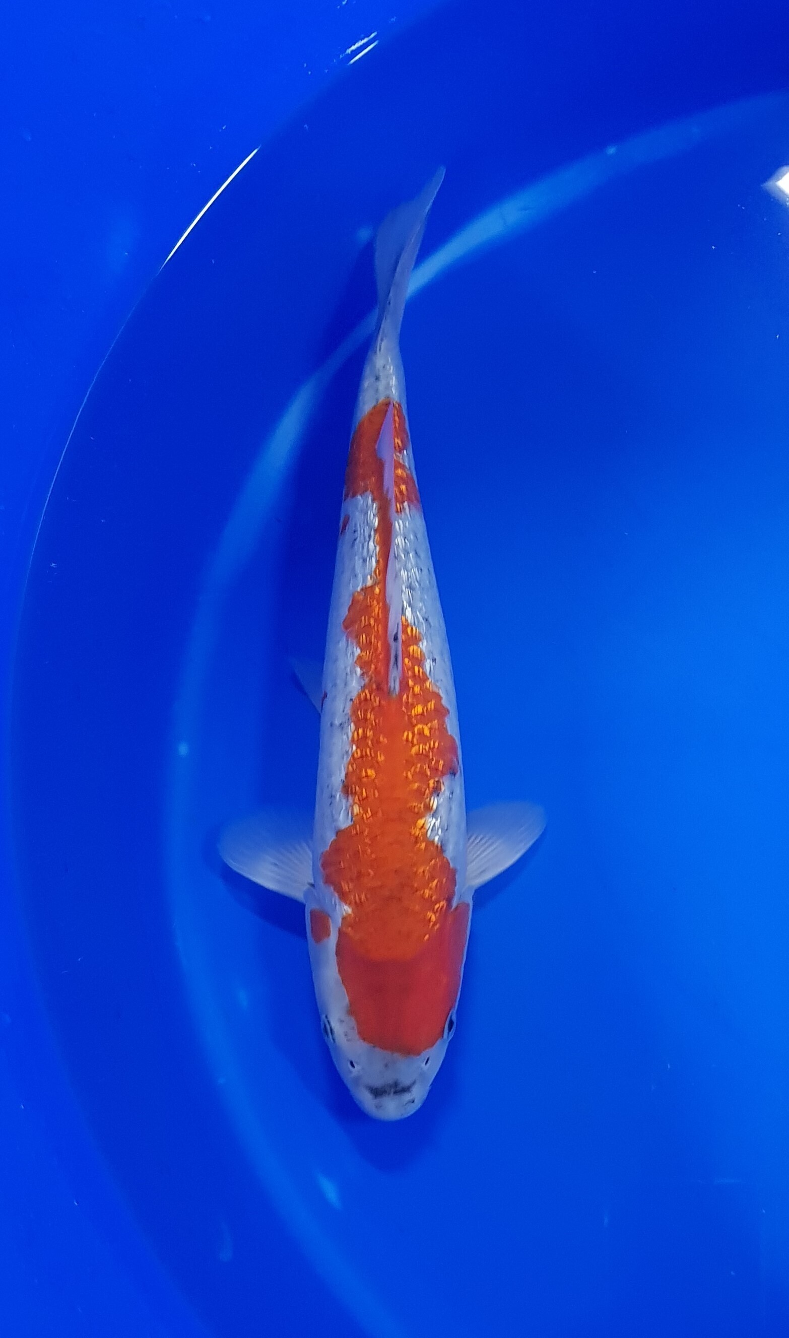 Conias - Nisai - Ginrin Goshiki - KOI-62230