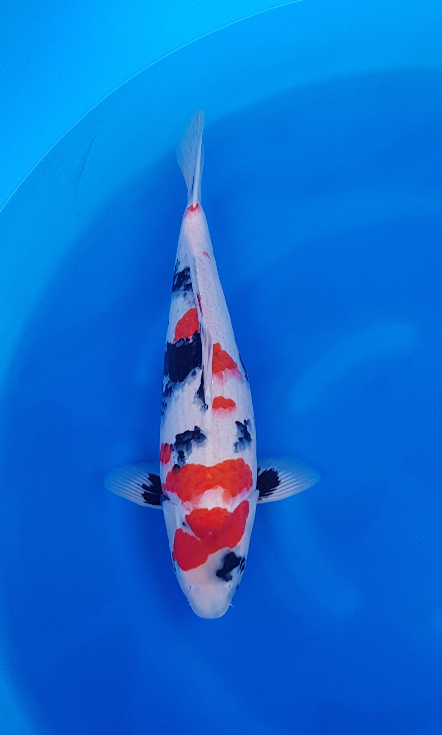 Showa - HQ Nisai (2 jaar) - KOI-31075