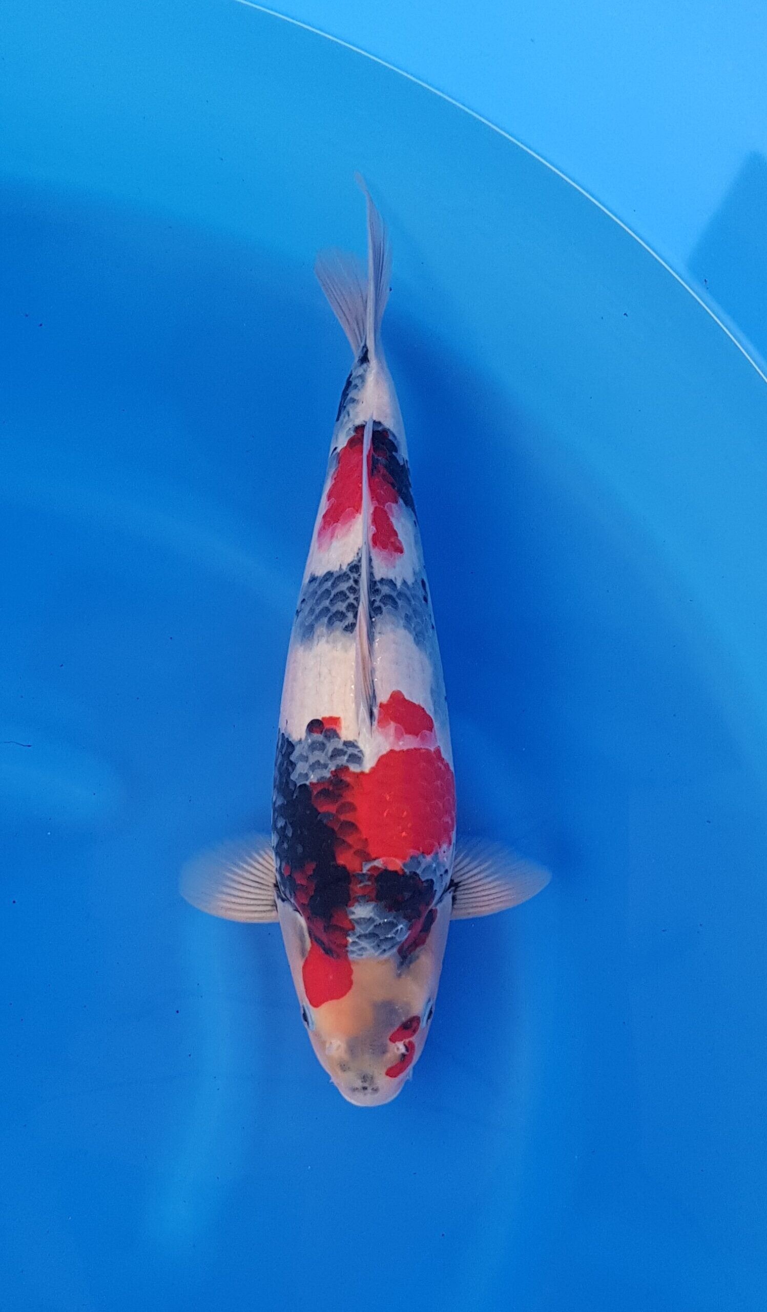Showa - HQ Nisai (2 jaar) - KOI-31050