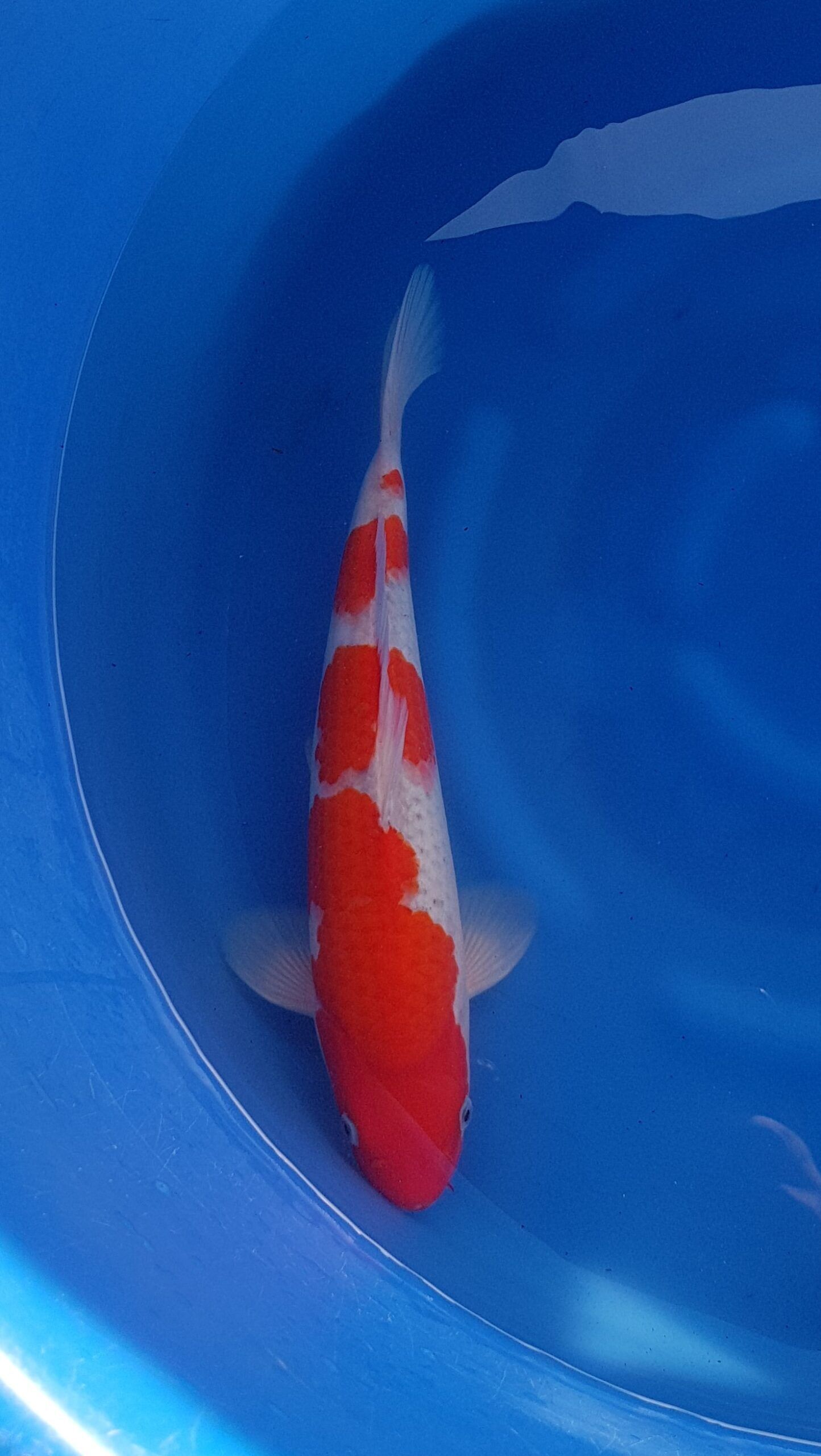 Goshiki - Nisai (2 años) - KOI-30939