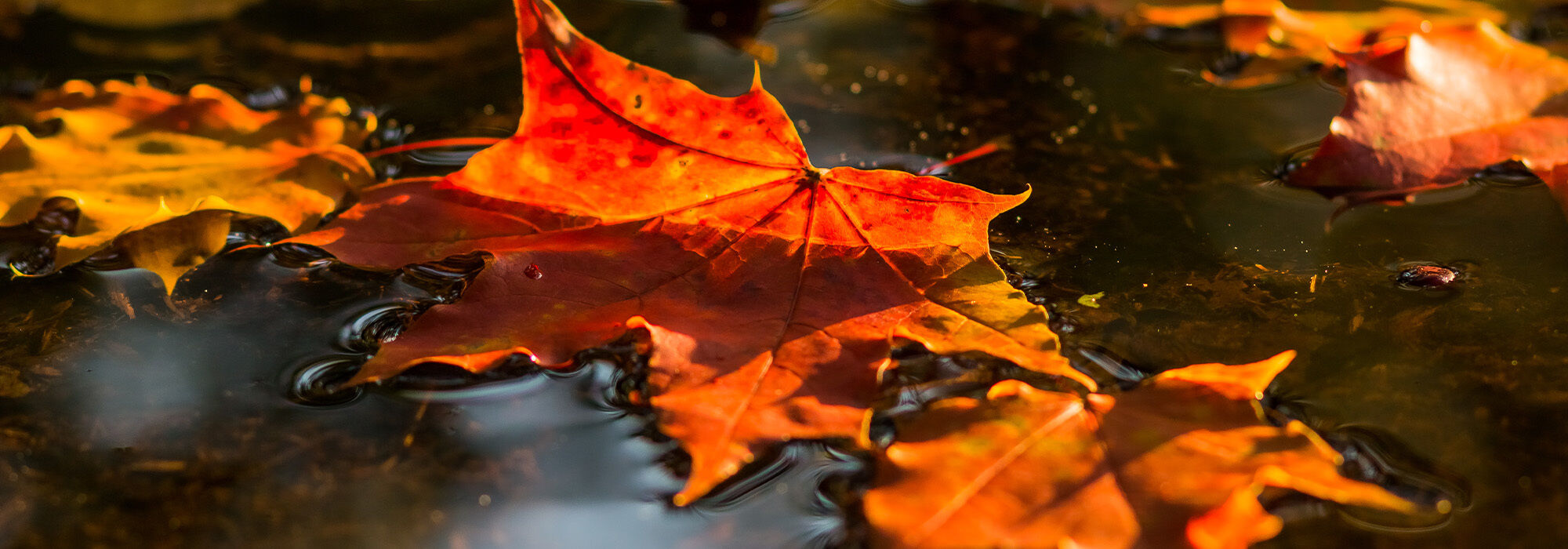 Leaf, Plant, Tree, Maple