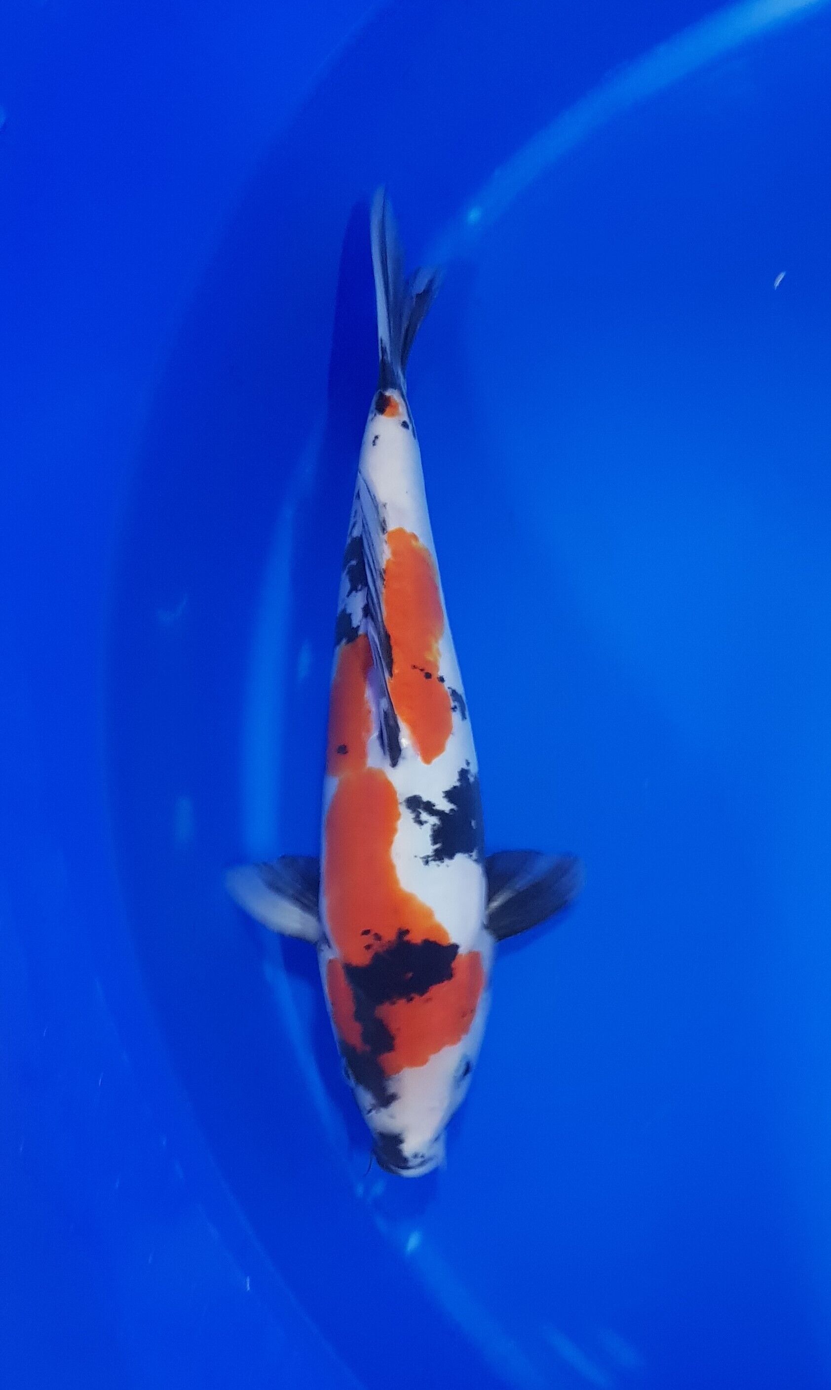 Aquatisch, Vis, Zeeleven, Karper, Koi