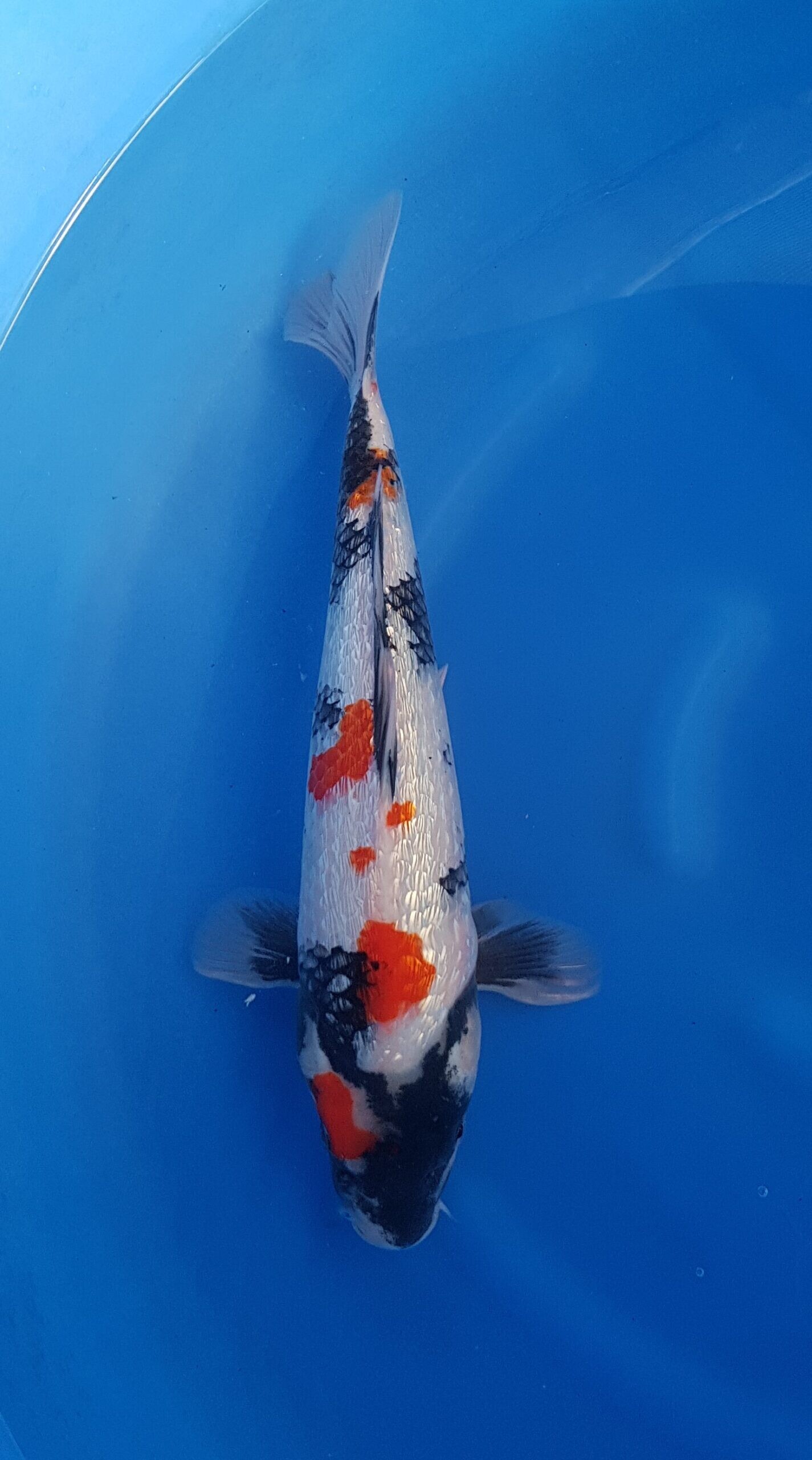 Showa ginrin - Nisai (2 Jahre) - KOI-30546