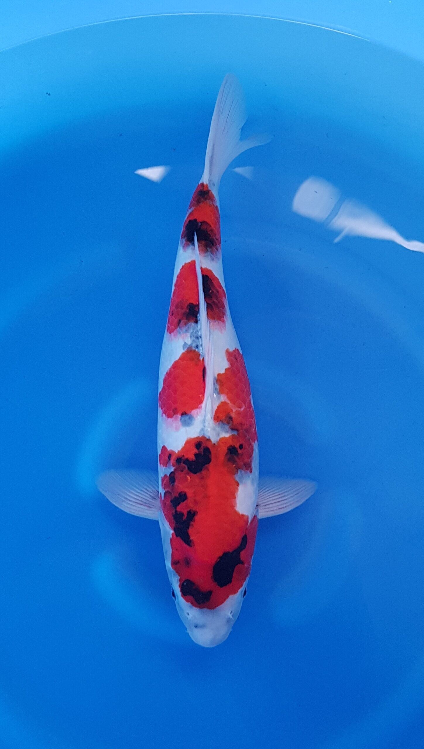 Showa - Nisai (2 jaar) - KOI-30712