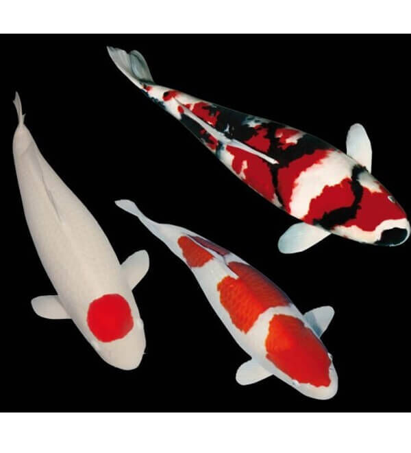 LOFT 3 CAR KOI PEGACTERS 21 cm