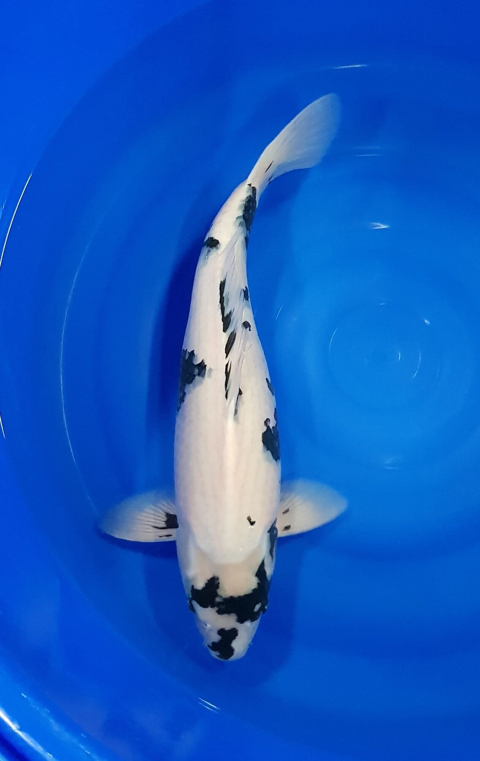 Carp, Sea Life, Aquatic, Koi, Shark