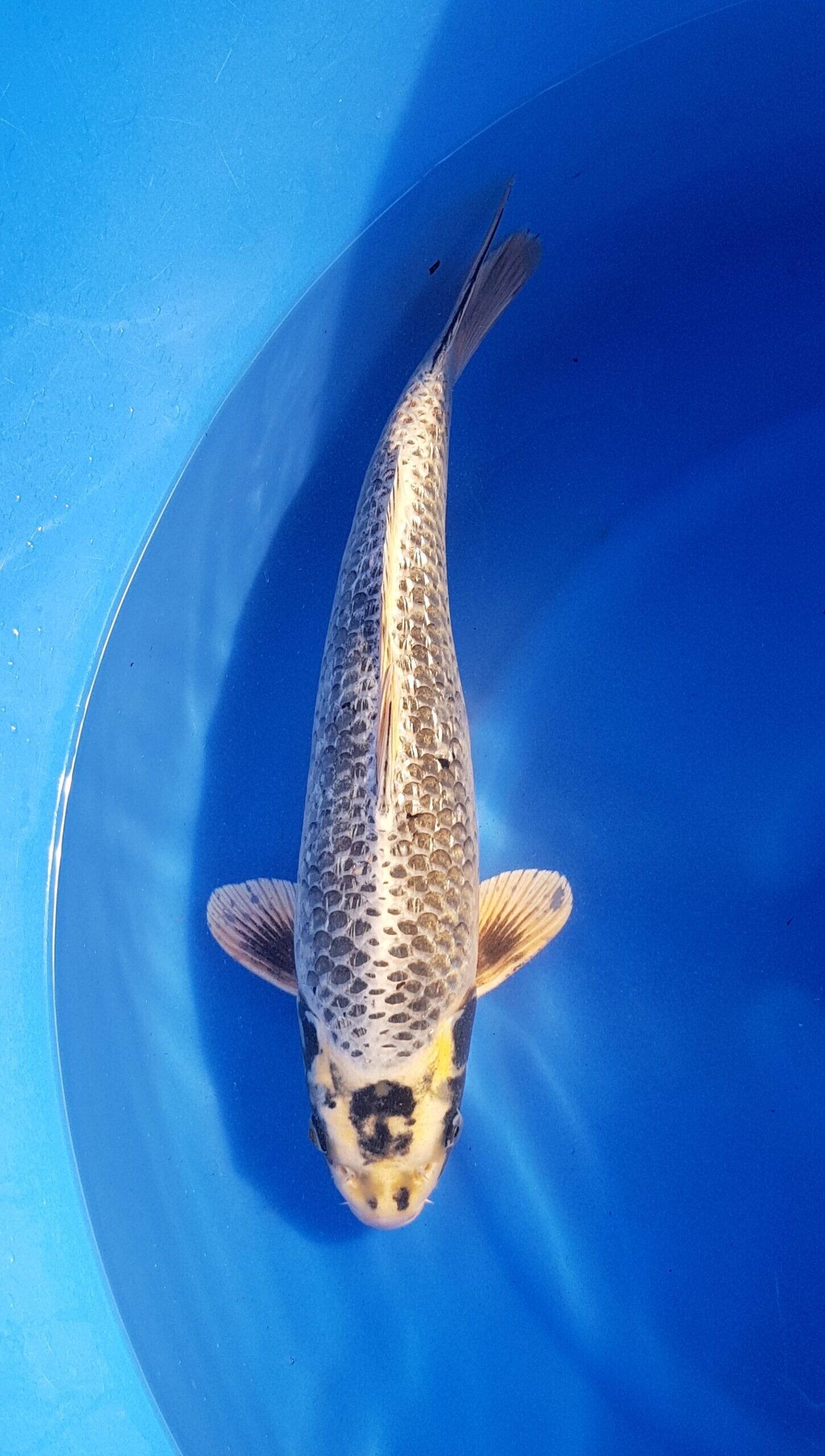Besonderheiten - Nisai (2 Jahre) - KOI-31225