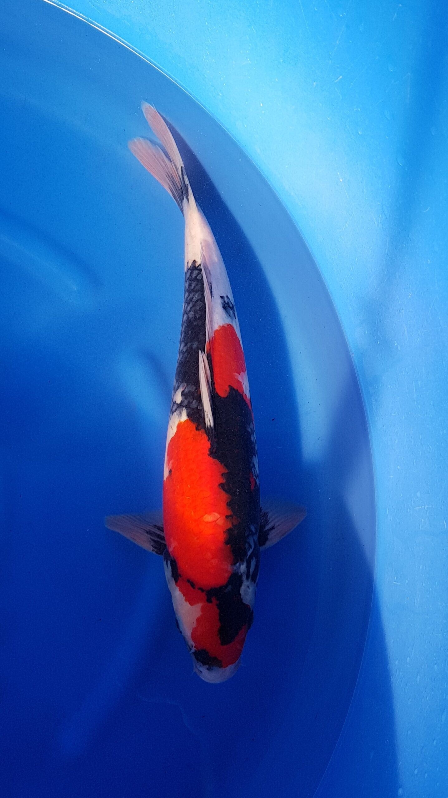 Showa - Nisai (2 jaar) - KOI-31222