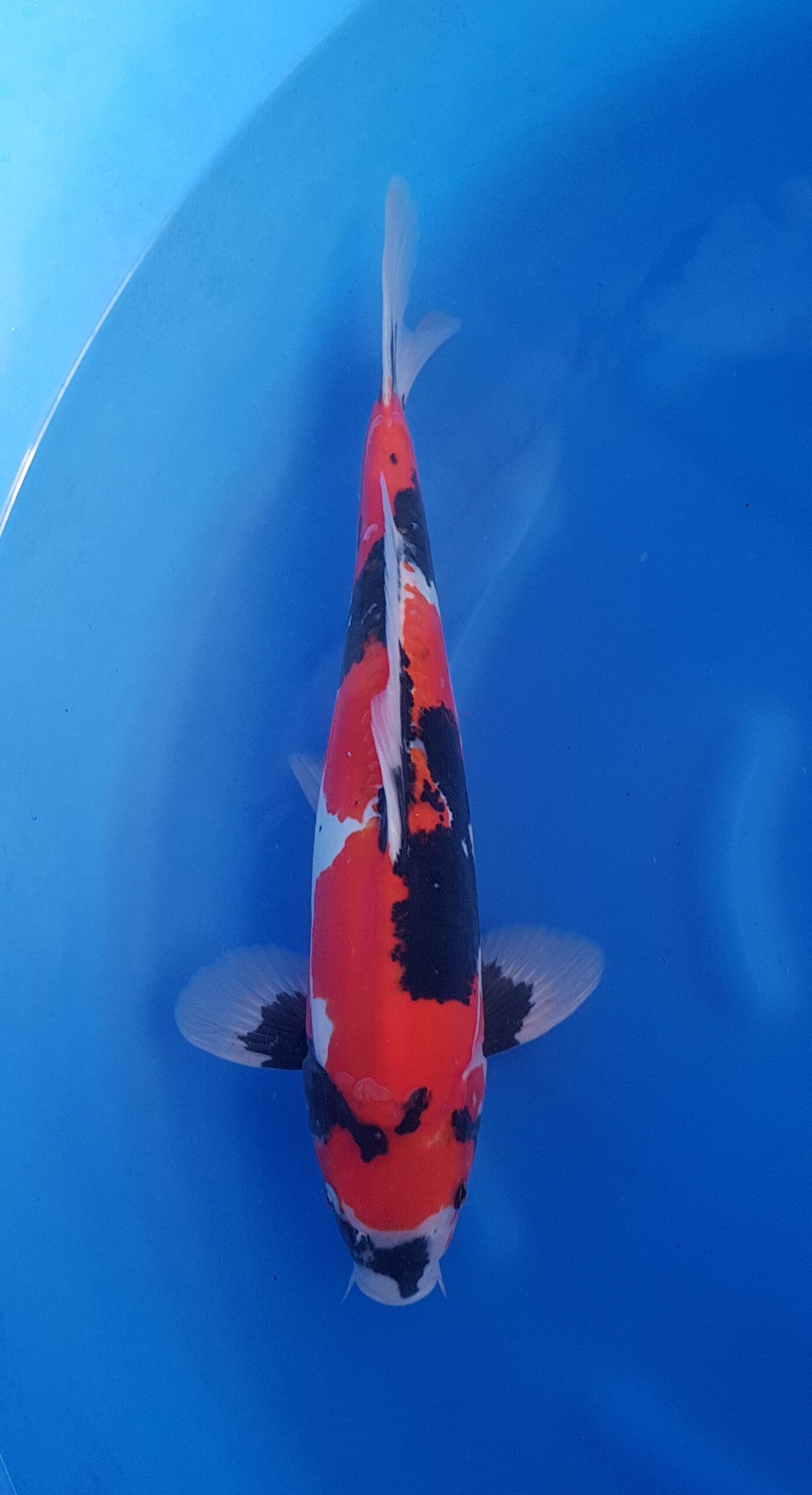 Showa doitsu - Nisai (2 ans) - KOI-30549