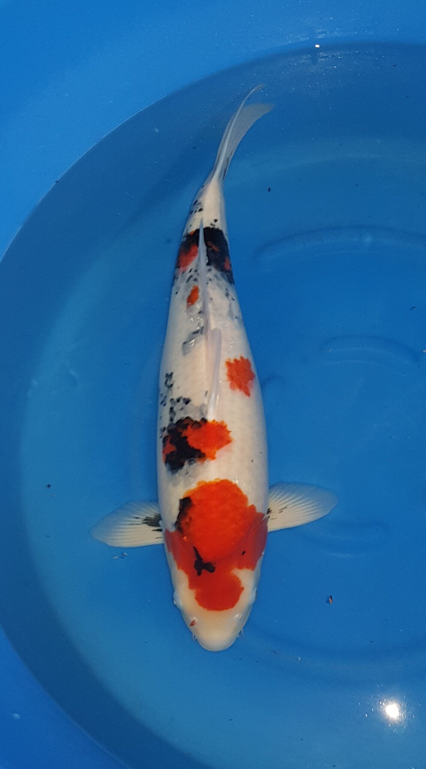 Showa - Sansai(3 jaar) - KOI-31276