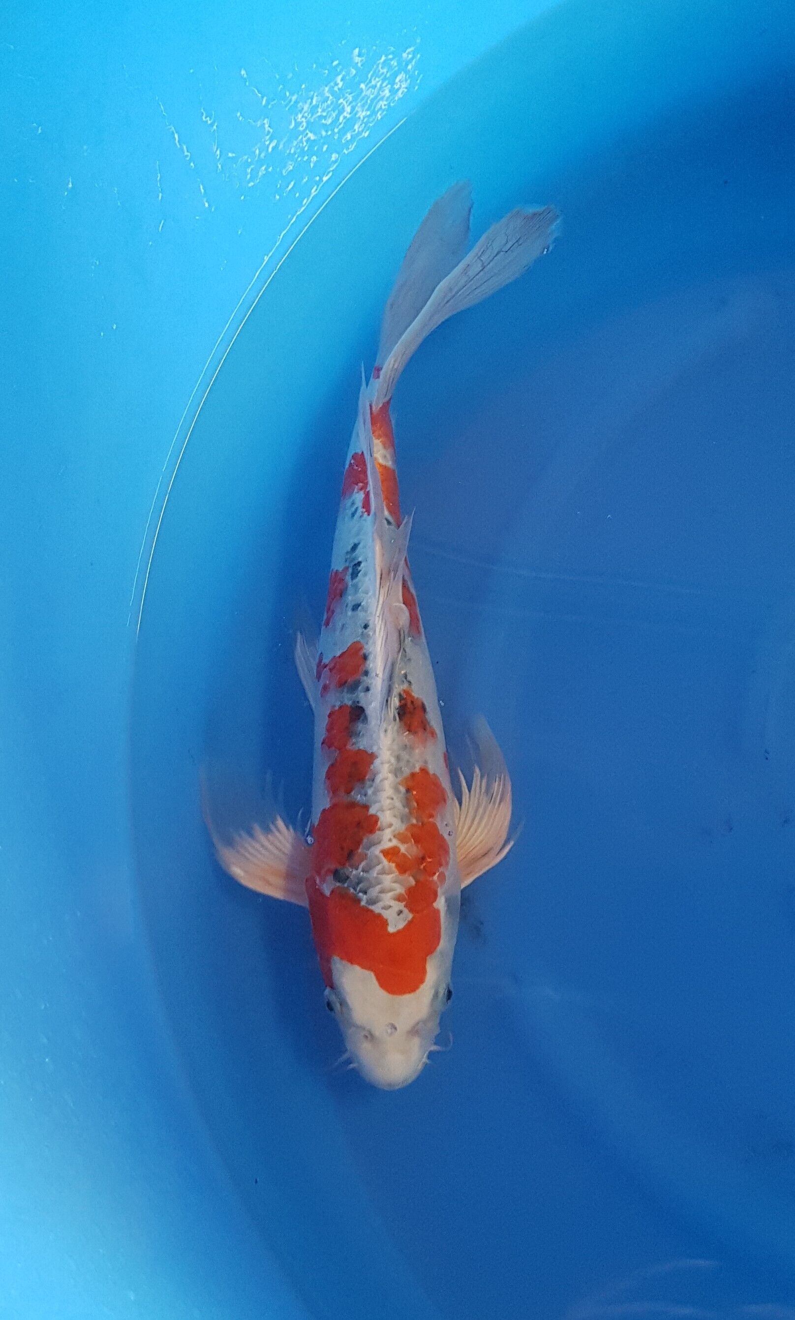 Yamazaki - Nisai - Butterfly Yamatonishiki - KOI-62607