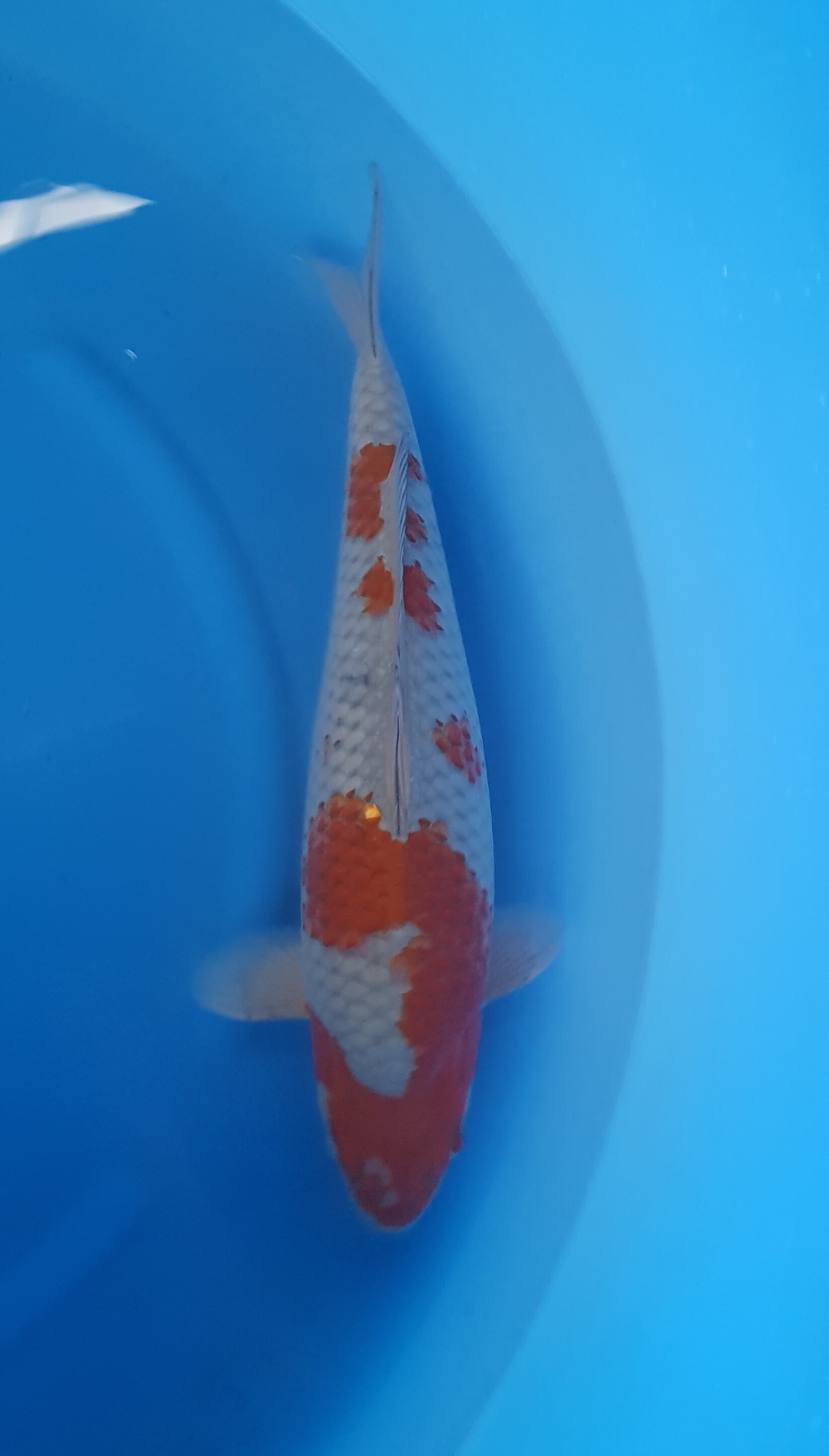 Kanezo; Nisai; Ochiba; 40 cm; 42 cm - KOI-62208 Kanezo; Nisai; Ochiba; 40 cm; 42 cm - KOI-62208