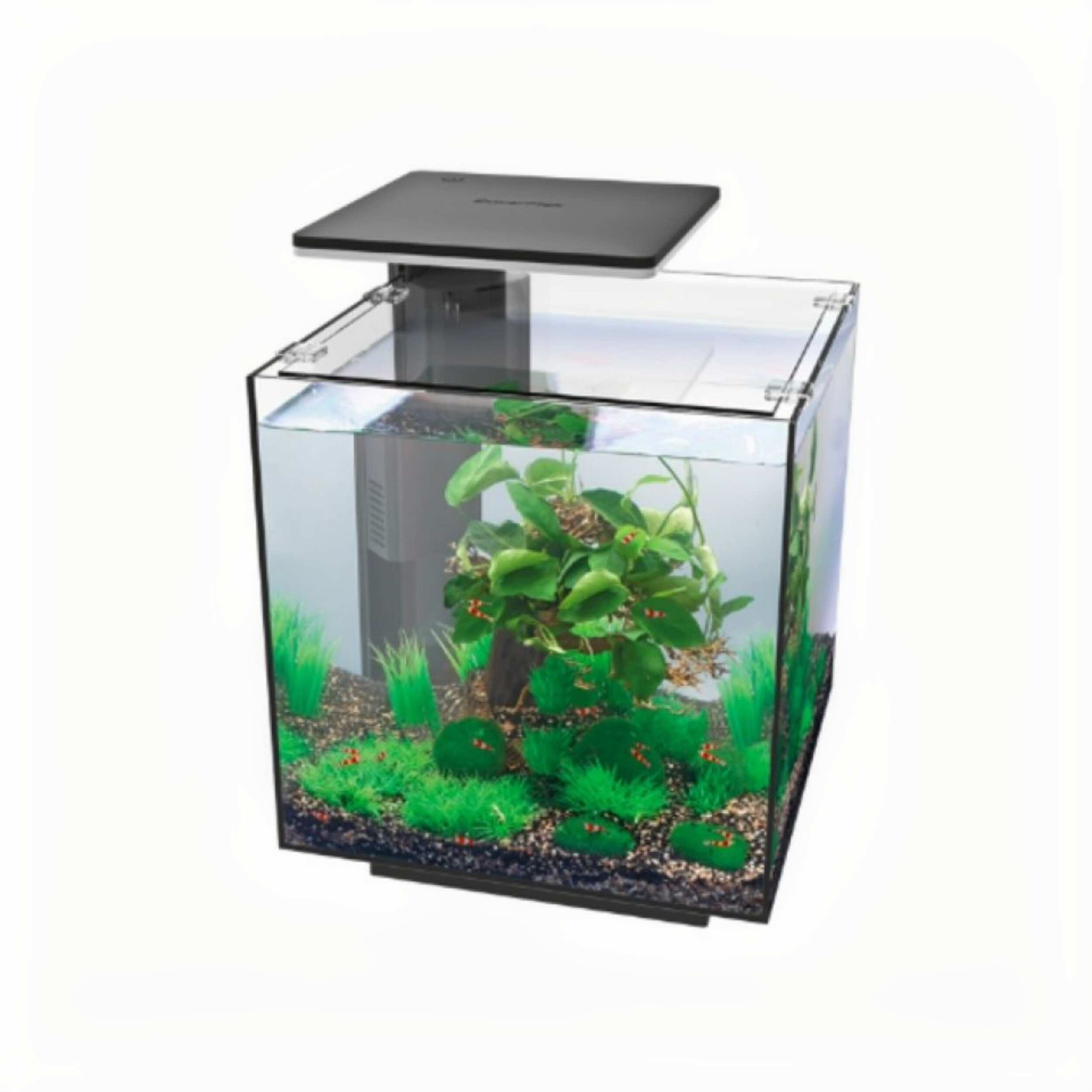 Animal, Aquarium, Fish, Sea Life, Water